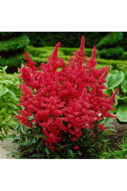 Астильба арендса Фанал суцвіт